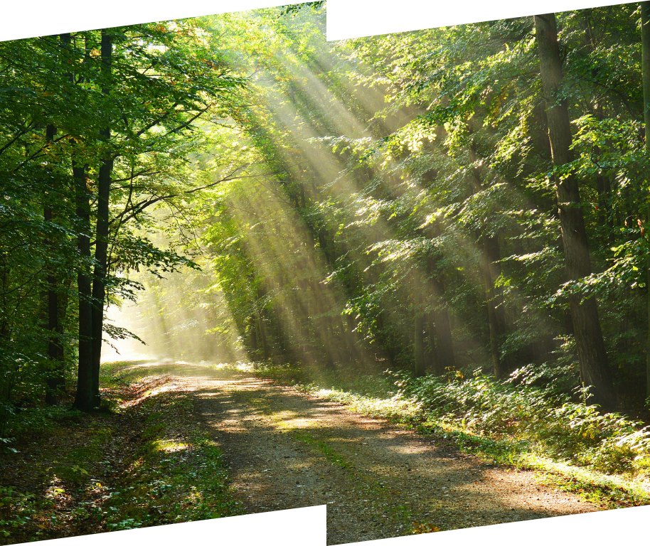 Sunlight shining through forest trees onto a peaceful woodland path — symbolising healing and clarity